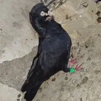 زاغ عبادانی اصیل