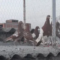 کبوتر|پرنده|مینودشت, |دیوار