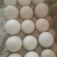 تخم نطفه دار بوقلمون و برهما