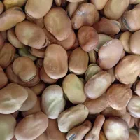 باقلی بذری و خوراکی