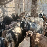 فروش ۲۰ راس بز کهردار