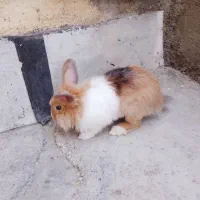 خروگش لپ  ماده  خانگی