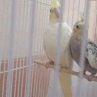 جفت عروس هلندی