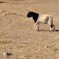 نیری فروشی