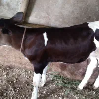 گوساله دوماهه
