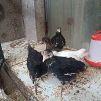 جوجه نژاد جهادی