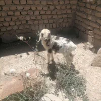 بره نر