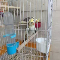 عروس هلندی جفت