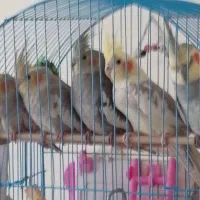 عروس هلندی