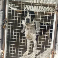 سگ الابای درشت