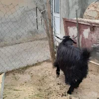 بز نر نه ماهه شباب
