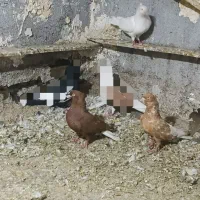 کبوتر۰