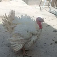 بوقلمون بیوتی