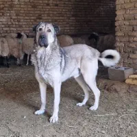 سگ عراقی اصل