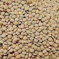 فروش عدس محلی خوش پخت