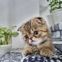 گربه اسکاتیش دبل فولد..قیمت با تمام وسایل