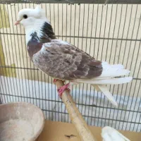 دو جفت نر ماده کفتر