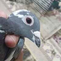 کفتر کبوتر قره سبز