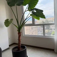 بابا آدم غول پیکر