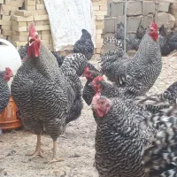 فروش ویژه جوجه آمروک