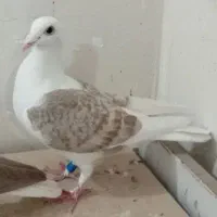کبوتر گراف و دم سفید