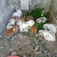 خرگوش لوپ