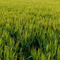 گندم بذری باسیلوا فرانسوی