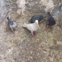 کفتر|پرنده|مشهد, طبرسی شمالی|دیوار