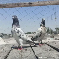 کفتر|پرنده|کنارک, |دیوار