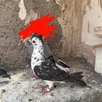 کبوتر