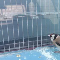 سهره|پرنده|سیرجان, |دیوار