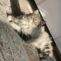 گربه|گربه|مهاباد (آذربایجان غربی), |دیوار