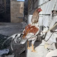 خروس مرغ لاری اصیل