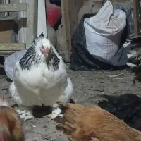 مرغ برهما