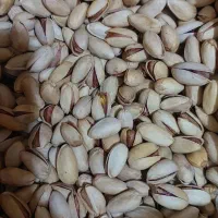 پسته تازه امسالی