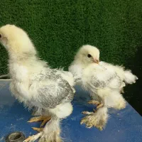 نیمچه برهما لایت امپراطوررومانی