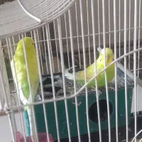 مرغ عشق نر وماده بالغ