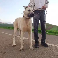 سگ سرابی 1 ساله