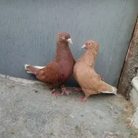 9عدد دمسفید شعمک دار باهم