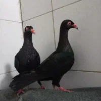 کفتر
