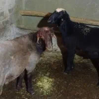گوسفند