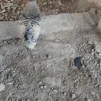 سلام،2عدد بوقلمون ماده تخم گذار