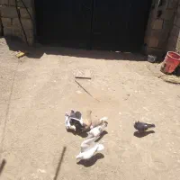 پرنده و کبوتر