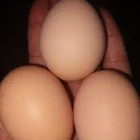 تخم مرغ بومی