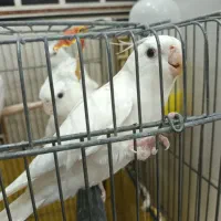 عروس هلندی