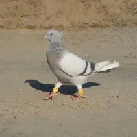 کبوتر ماده
