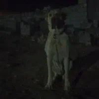 دورگ افغان خراسان معاوضه باطوقی وسهره