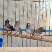 فنج جوان