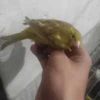عروس هلندی  و قنا ر ی
