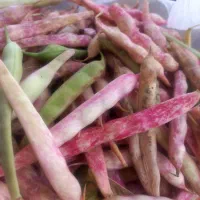 لوبیای قرمز